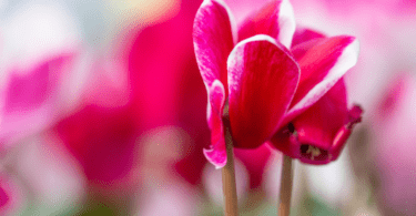 Sıklamen Çiçeği Anlamı – (Cyclamen)