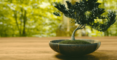 Bonsai Ağacı Anlamı