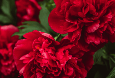 Karanfil Çiçeği Anlamı – (Dianthus)