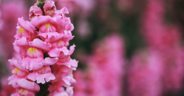 Aslanağzı Çiçeği Anlamı – (Antirrhinum)