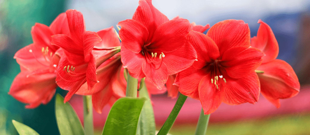 Cam Güzeli Çiçeği Anlamı – (Amaryllis)