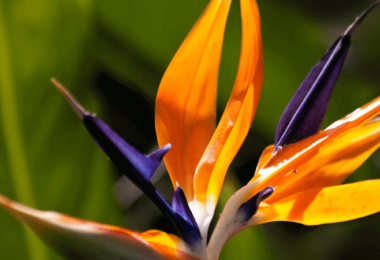 Cennet Kuşu Çiçeği Anlamı – (Strelitzia)