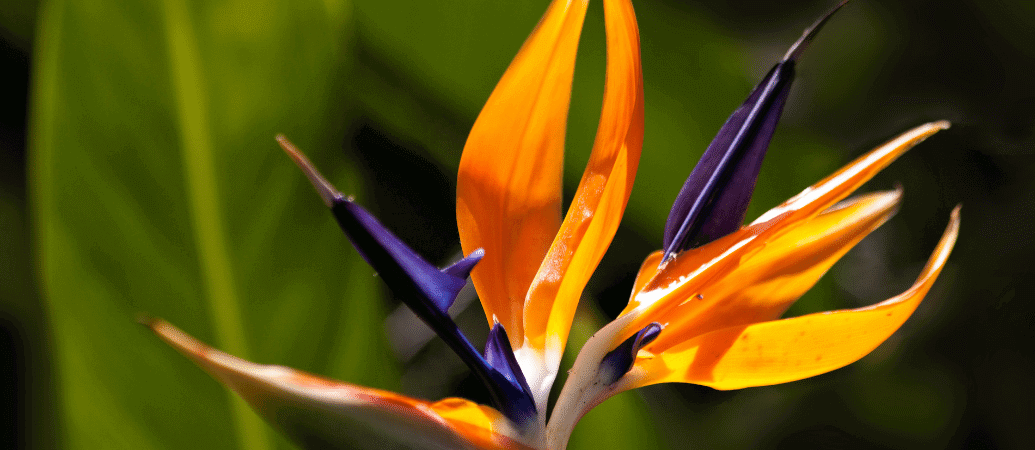 Cennet Kuşu Çiçeği Anlamı – (Strelitzia)