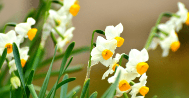Nergis Çiçeği Anlamı – (Narcissus)
