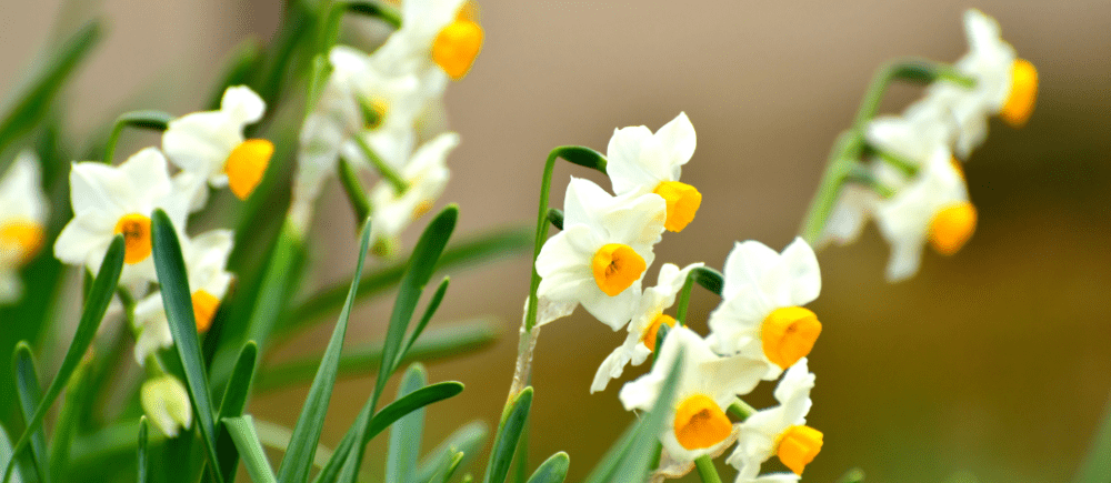 Nergis Çiçeği Anlamı – (Narcissus)