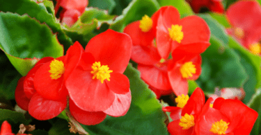 Begonya Çiçeği Anlamı – (Begonia)