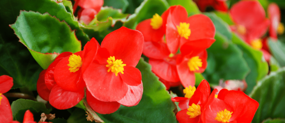 Begonya Çiçeği Anlamı – (Begonia)
