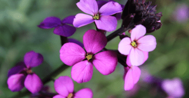 Şebboy Çiçeği Anlamı (Nicotiana Alata)