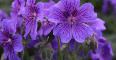 Menekşe Çiçeği Anlamı – (Viola )