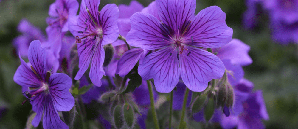 Menekşe Çiçeği Anlamı – (Viola )