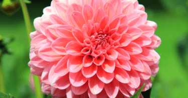 Dalya Çiçeği Anlamı - (Dahlia)